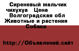 Сиреневый мальчик чихухуа › Цена ­ 15 000 - Волгоградская обл. Животные и растения » Собаки   